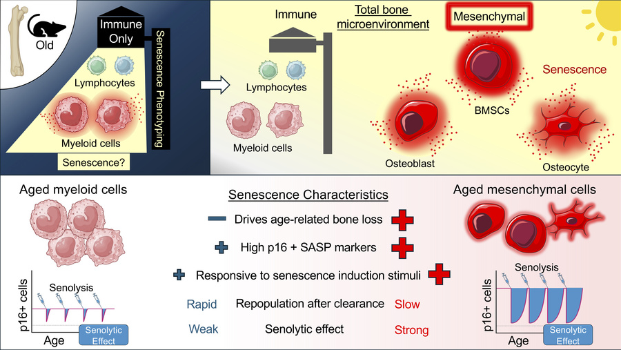 September 2025 Graphical Abstract demonstrating different senescent phenotypes in mesenchymal versus myeloid cells